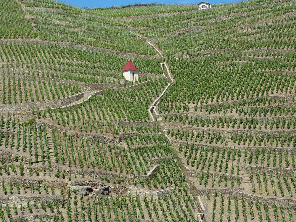 Labels environnementaux en viticulture : quels critères pour quels vins