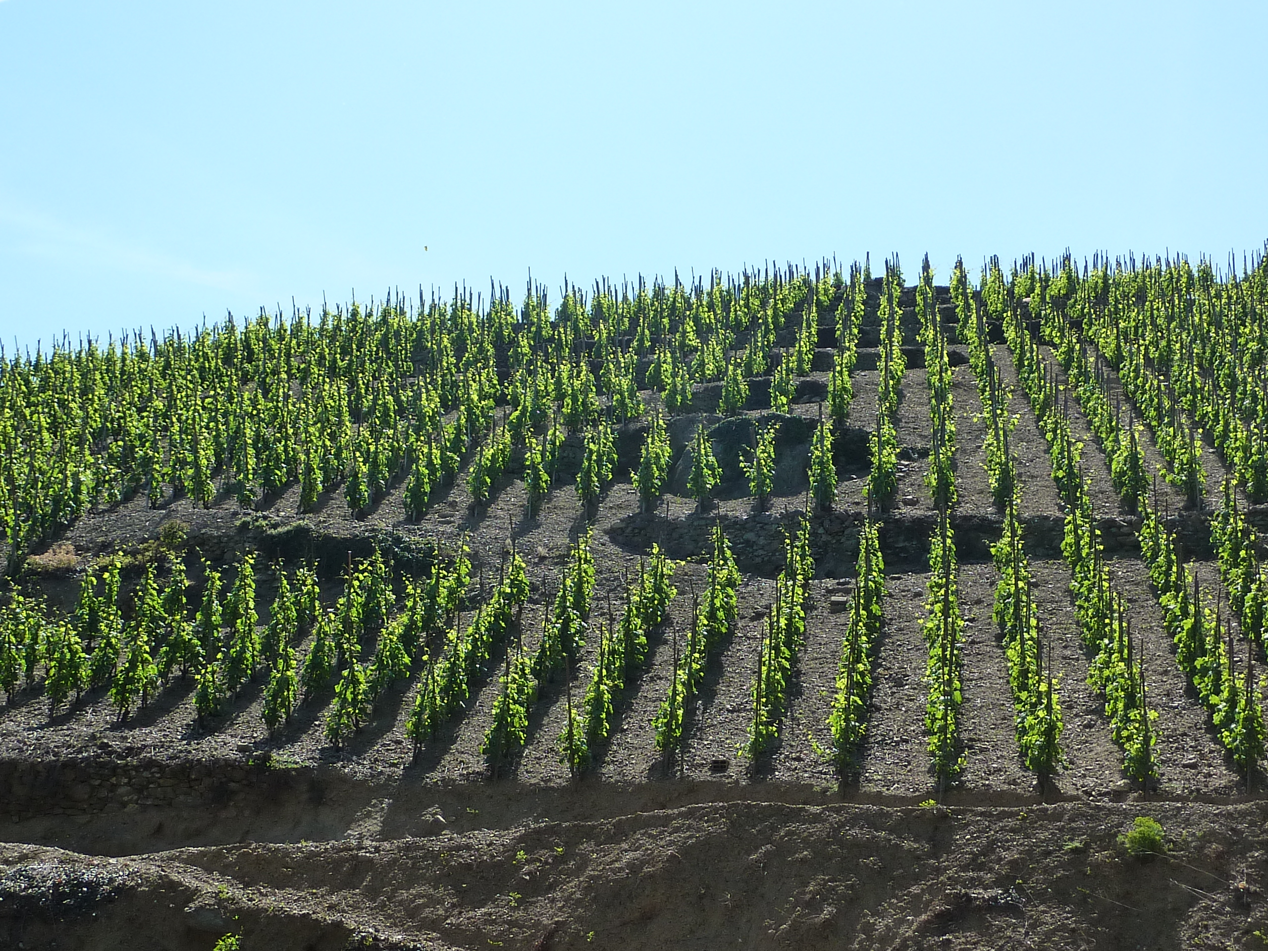 La distribution de ses vins un facteur clé de succès pour un domaine viticole