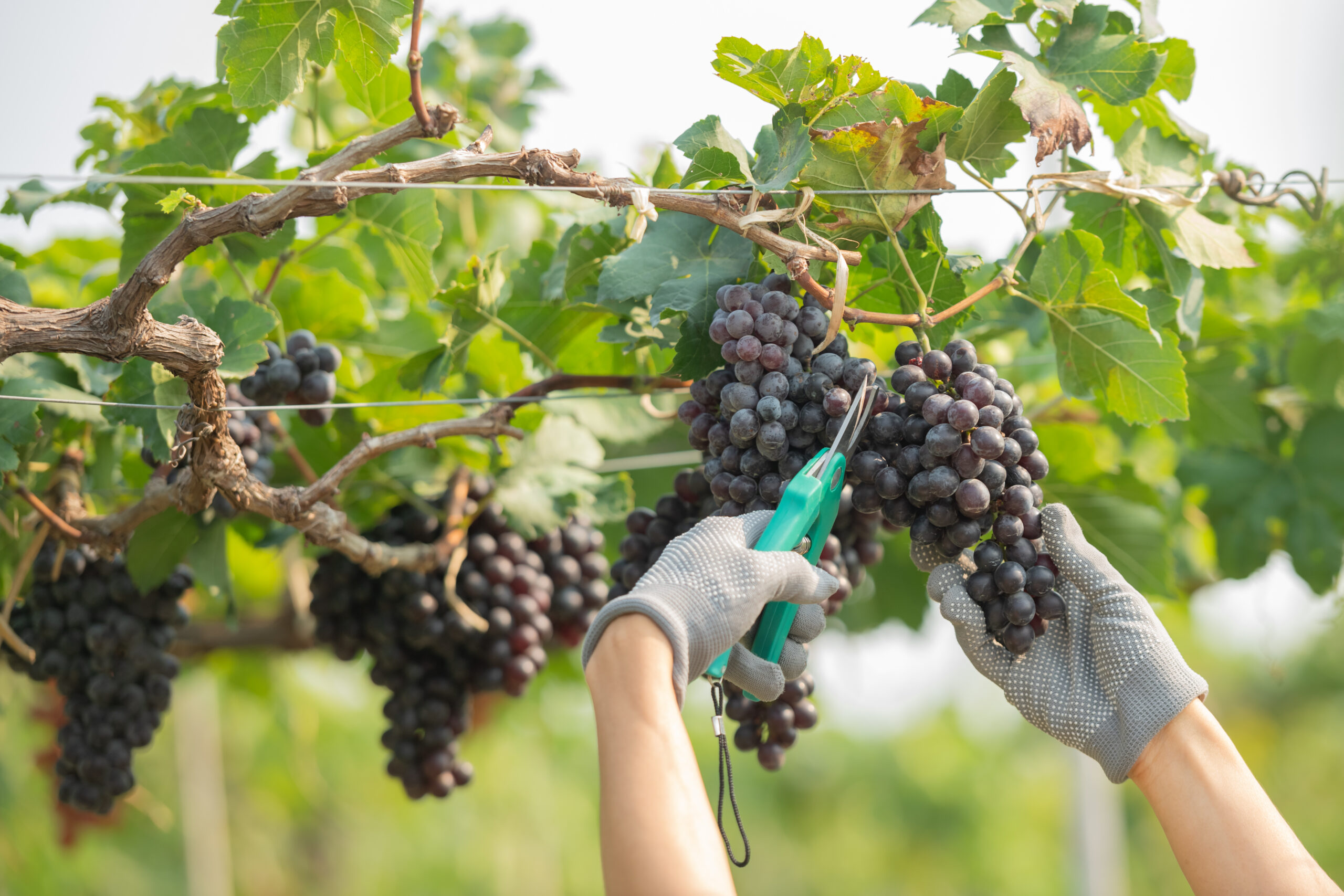 Produire des vins biologiques