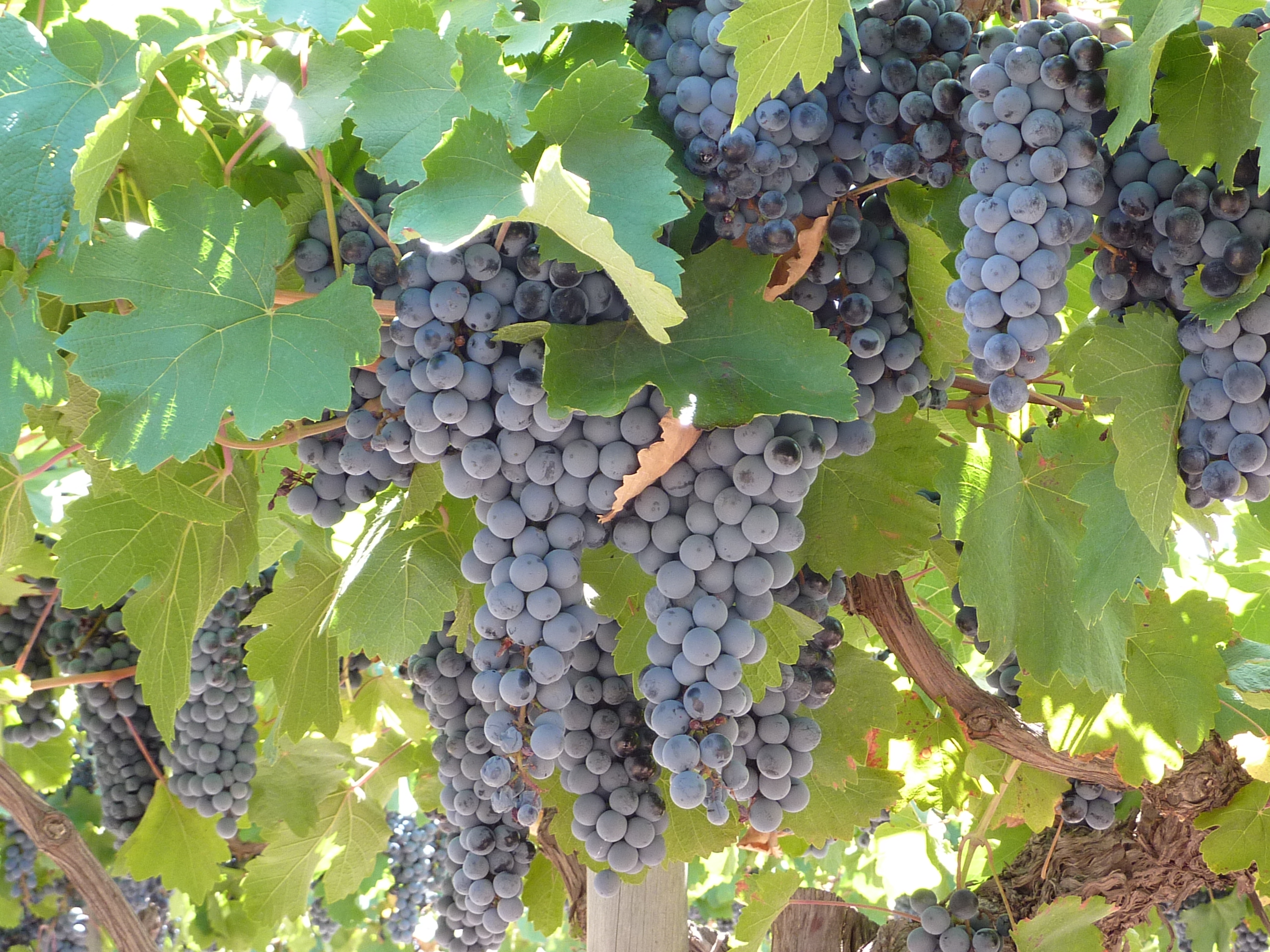 image de raisins argentins