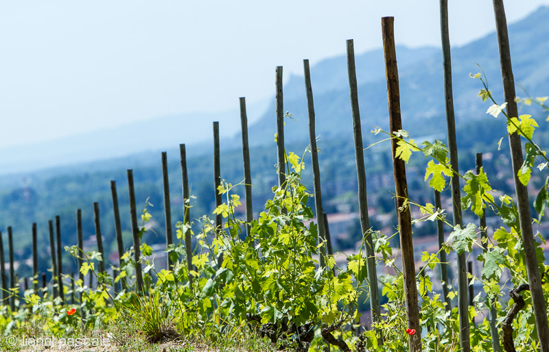 Vignes et viticulture